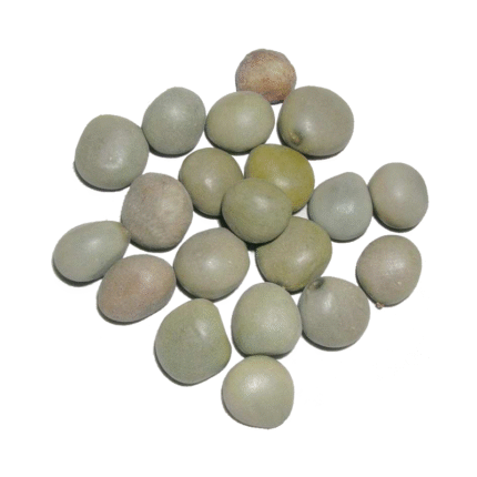 Bonduc Nut (Karanjoh)