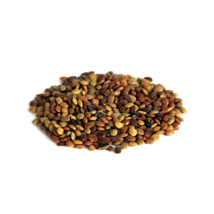 Chinese Chaste Tree Seeds (Tukhm-e-Sanbhalu)