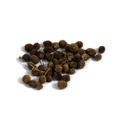 East Indian Globe Thistle (Gul Mandi)